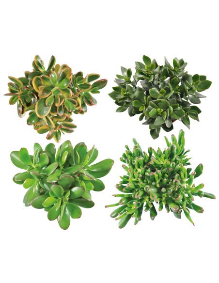Crassula Mix  Suculentas de Bajo Mantenimiento para Hogar y Jardín | Endanea Garden