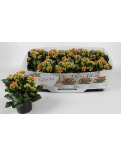 Kalanchoe Bloss Favorita Acheron: planta ornamental con flores vibrantes y bajo mantenimiento

