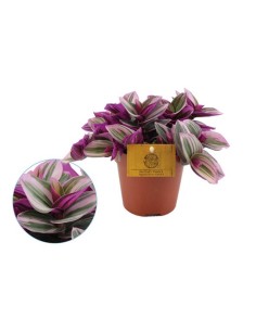Tradescantia planta decorativa de hojas multicolor fácil cuidado en Endanea Garden