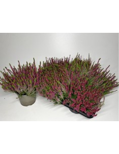 CALLUNA VULGARIS M9 ROJA**