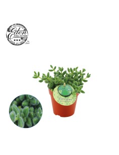 Delosperma Echinatum  Suculenta Colorida y Fácil de Cuidar para Jardín e Interior | Endanea Garden