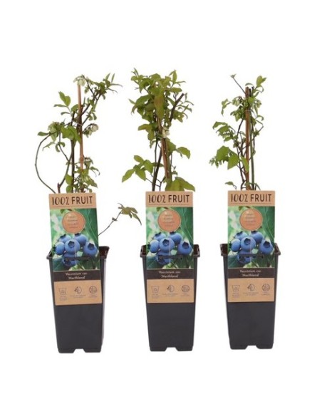 Vaccinium Endanea Garden | Planta Decorativa para Jardines y Espacios Verdes