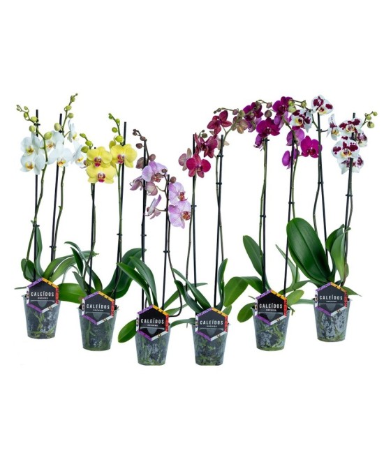 Phalaenopsis Orquídea planta ornamental de interior flores vibrantes Endanea Garden

