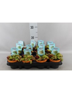 Dionaea Muscipula  Venus Atrapamoscas Planta Carnívora Compacta y Exótica