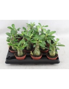 Adenium Rosa del Desierto - Planta Exótica y Resistente | Endanea Garden