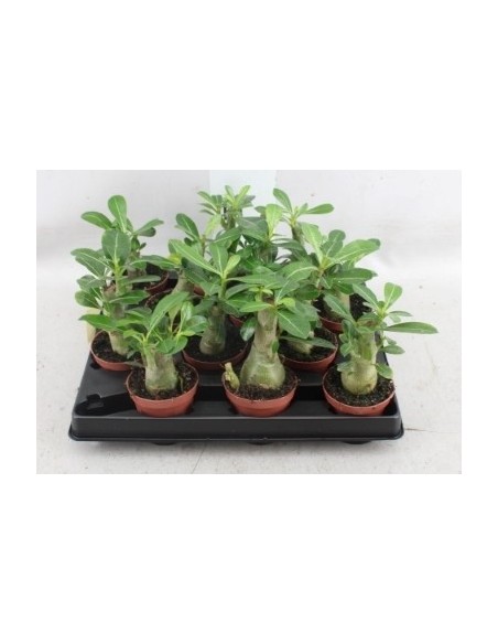 Adenium Rosa del Desierto - Planta Exótica y Resistente | Endanea Garden