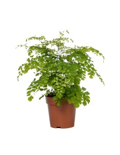 Adiantum Fragans | Helecho Elegante de Interior y Exterior con Frondas Delicadas - Endanea Garden