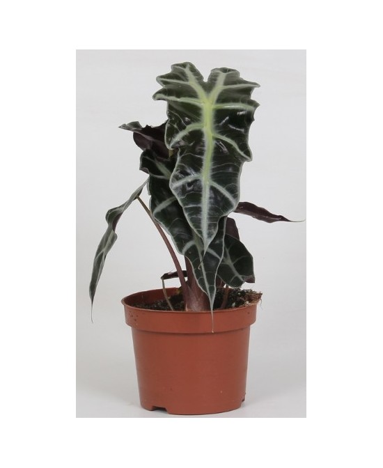 Alocasia Planta de Interior - Hojas Grandes y Decorativas | Endanea Garden