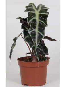 Alocasia Planta de Interior - Hojas Grandes y Decorativas | Endanea Garden