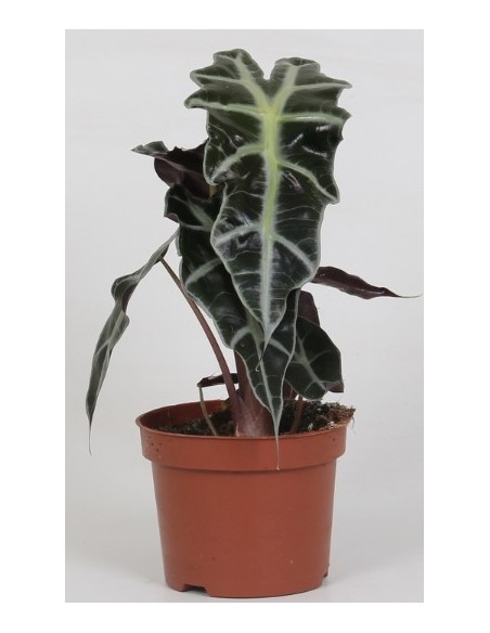 Alocasia Planta de Interior - Hojas Grandes y Decorativas | Endanea Garden