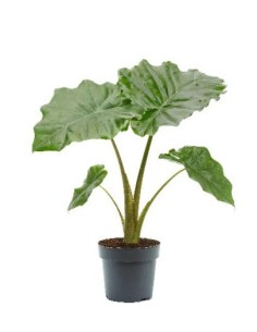Alocasia Planta Tropical de Interior - Hojas Grandes y Exóticas | Endanea Garden