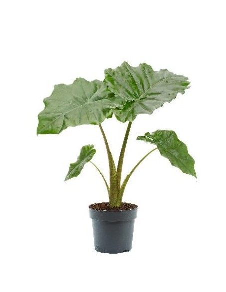 Alocasia Planta Tropical de Interior - Hojas Grandes y Exóticas | Endanea Garden