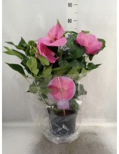 Hibiscus Planta Tropical con Flores Grandes y Coloridas | Endanea Garden

