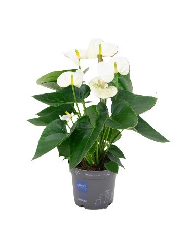 Anthurium planta tropical con flores brillantes y fácil cuidado para interiores y exteriores

