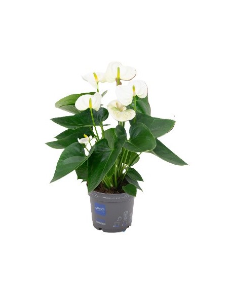 Anthurium planta tropical con flores brillantes y fácil cuidado para interiores y exteriores

