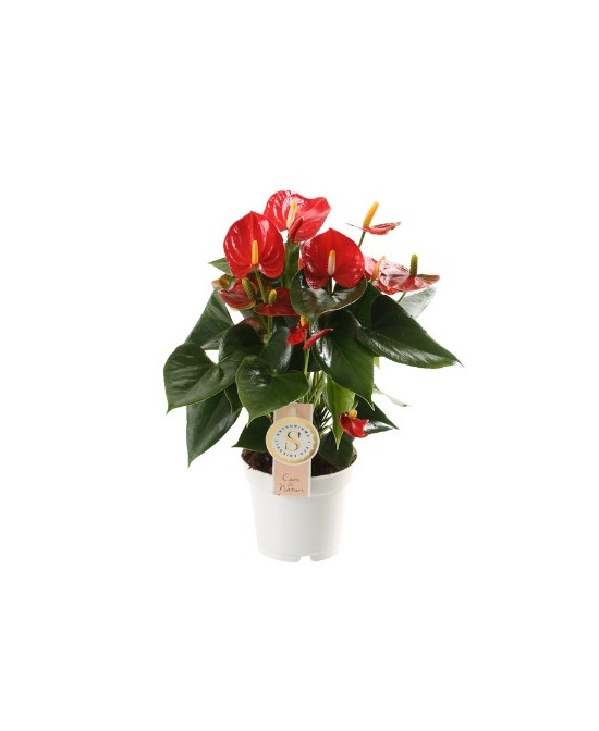 Anthuriun planta tropical con flores exóticas y follaje brillante

