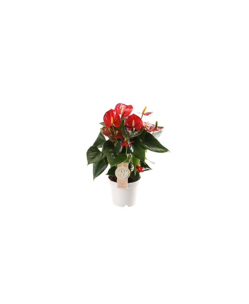 Anthuriun planta tropical con flores exóticas y follaje brillante

