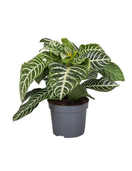 Aphelandra Planta Cebra - Follaje Exótico y Flores Amarillas | Endanea Garden