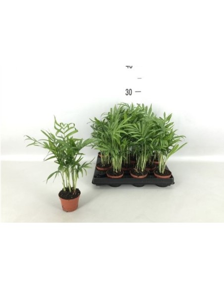 Chamaedorea Elegans | Palma de salón elegante y fácil de cuidar  Endanea Garden