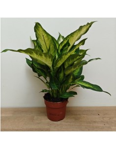 Dieffenbachia planta de interior tropical hojas grandes purifica aire fácil cuidado Endanea Garden