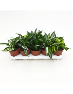 Drácena Mix en Maceta 12 cm  Planta de Interior Compacta y Decorativa | Endanea Garden