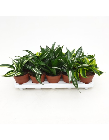 Drácena Mix en Maceta 12 cm  Planta de Interior Compacta y Decorativa | Endanea Garden

