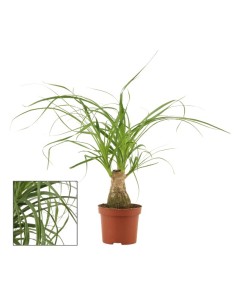 Nolina Planta de Interior Pie de Elefante | Elegante y Fácil Cuidado - Endanea Garden