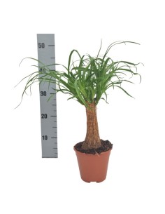 Beaucarnea Nokin Recurvata  Planta Interior Pata de Elefante de Bajo Mantenimiento

