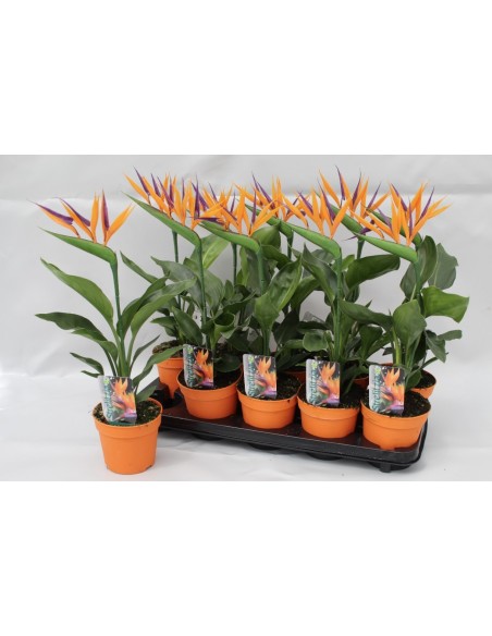 Strelitzia Ave del Paraíso  Planta Tropical Exótica para Interior y Jardín