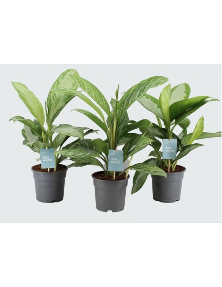 Aglaonema Mix - Planta de Interior Colorida y Fácil Cuidado | Endanea Garden