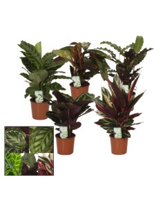 Calathea planta de interior con hojas decorativas elegantes y fácil cuidado