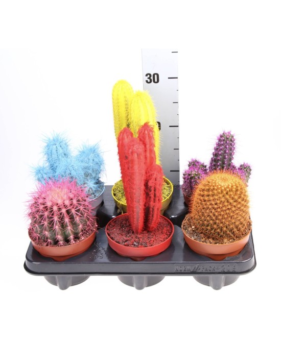 Cactus Mix Endanea Garden - Cactus Exóticos de Bajo Mantenimiento para Interior y Exterior

