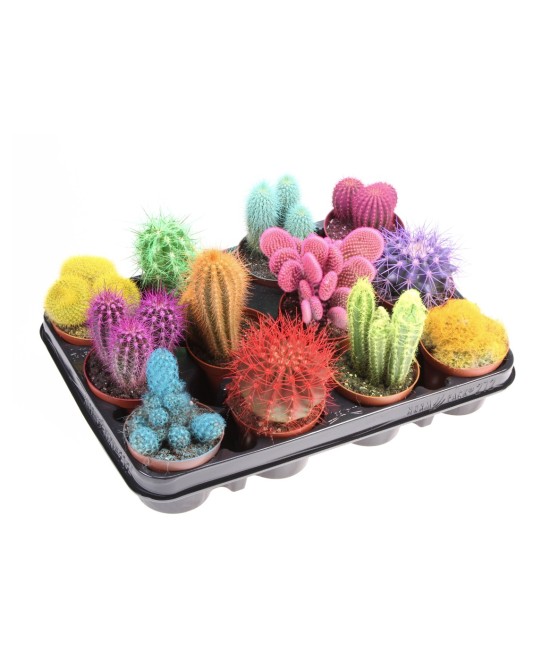 Cactus Mix Endanea Garden  Variedad de Cactus Exóticos Fácil Cuidado


