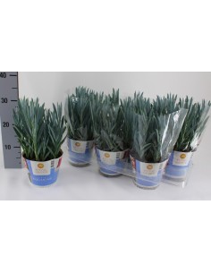 CURIO (Senecio)  Planta Suculenta de Bajo Mantenimiento para Interior y Exterior | Endanea Garden