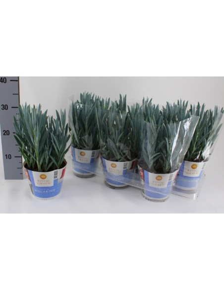 CURIO (Senecio)  Planta Suculenta de Bajo Mantenimiento para Interior y Exterior | Endanea Garden
