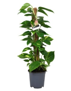 Epipremnum Pinn Aureum Scindapsus con Moss Pole  Planta Trepadora Decorativa | Endanea Garden