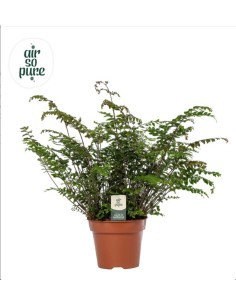 Helechos para interior de fácil cuidado y purificación de aire Endanea Garden