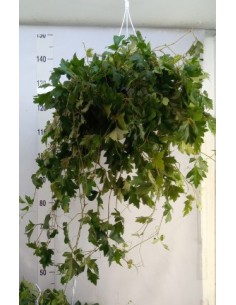 Cissus Quadrangularis en Endanea Garden | Suplemento Natural para Salud Articular y Metabólica