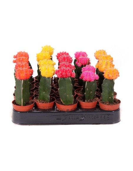Gymnocalycium Mih Japan - Cactus Compacto y Exótico | Endanea Garden