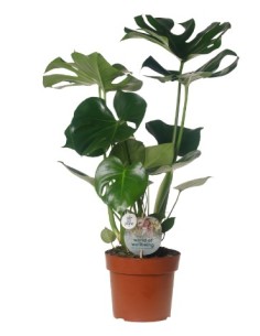 Monstera Costilla de Adán  Planta de Interior Tropical Elegante y Fácil de Cuidar