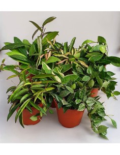 Compra Hoya Mix en Endanea Garden  Planta tropical de interior con hojas exóticas, flores perfumadas y fácil mantenimiento, ide