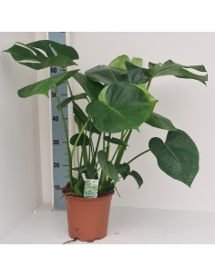 Monstera Deliciosa Costilla de Adán planta interior tropical fácil cuidado