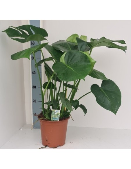 Monstera Deliciosa Costilla de Adán planta interior tropical fácil cuidado