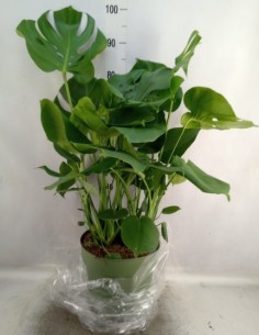 Monstera Deliciosa  Planta de Interior Tropical con Hojas Perforadas | Endanea Garden

