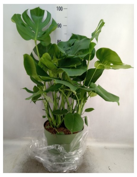 Monstera Deliciosa  Planta de Interior Tropical con Hojas Perforadas | Endanea Garden