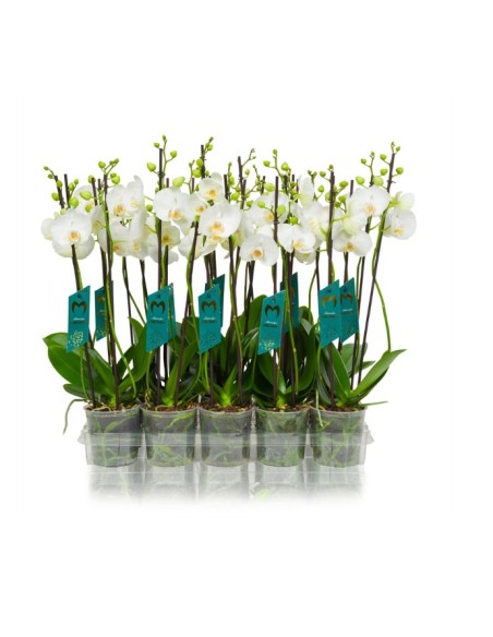 Phalaenopsis Orquídea Mariposa  Elegancia y Floración Duradera | Endanea Garden


