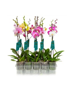Phalaenopsis | Orquídea Mariposa de Interior con Flores Duraderas y Fácil Cuidado

