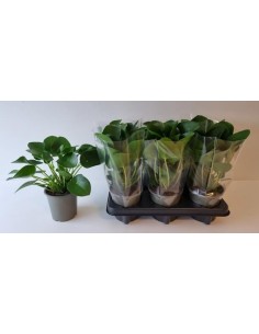 Pilea Peperomioides planta del dinero fácil cuidado y diseño moderno Endanea Garden