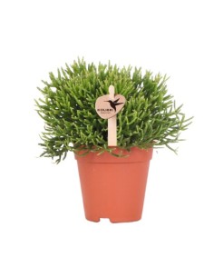 RHIPSALIS CASHERO  Planta Colgante Exótica de Interior Fácil de Cuidar

