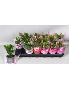 Schlumbergera Mix cactus de Navidad flores vibrantes fácil cuidado para interiores